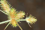 Saltmarsh umbrella-sedge